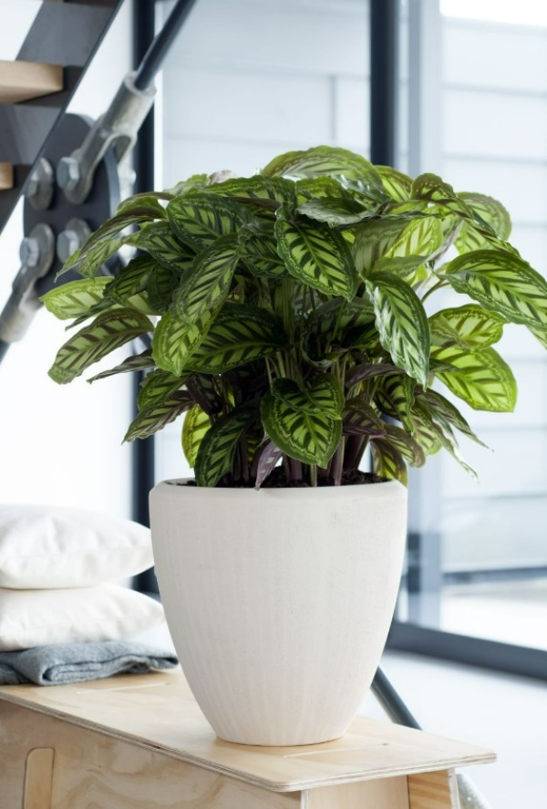 گیاهان برای درمان افسردگی