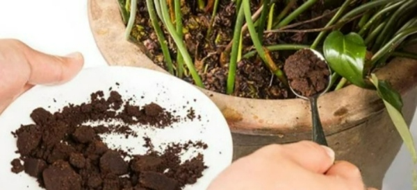 ترفندهای باغبانی