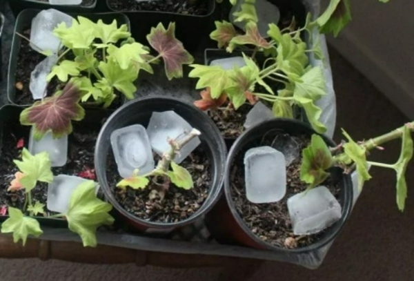 ترفندهای باغبانی