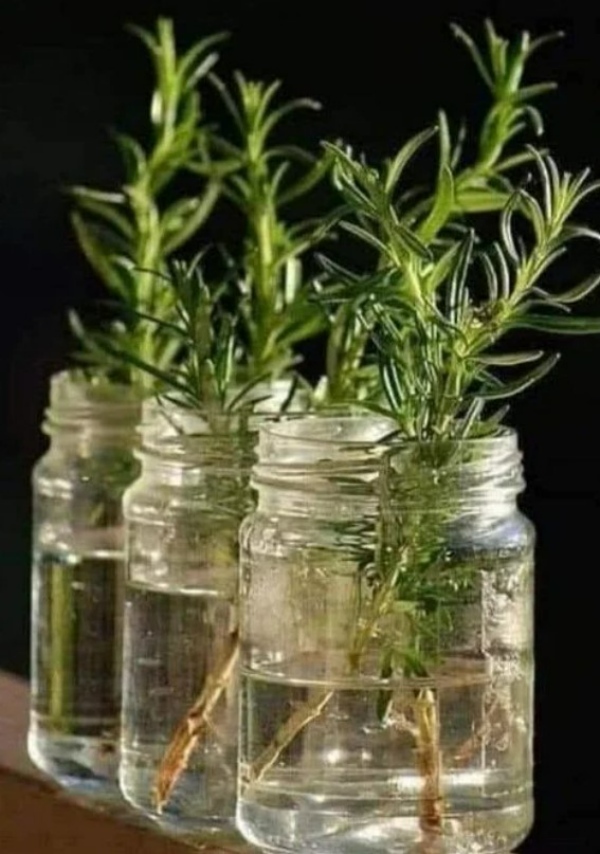 گیاهان دارویی آبزی