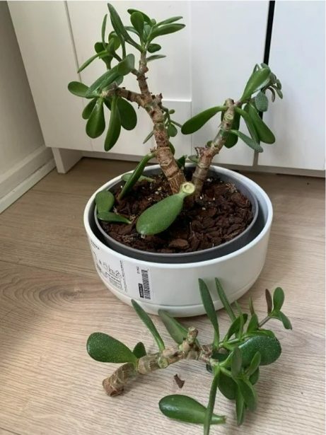 تکثیر گل از برگ