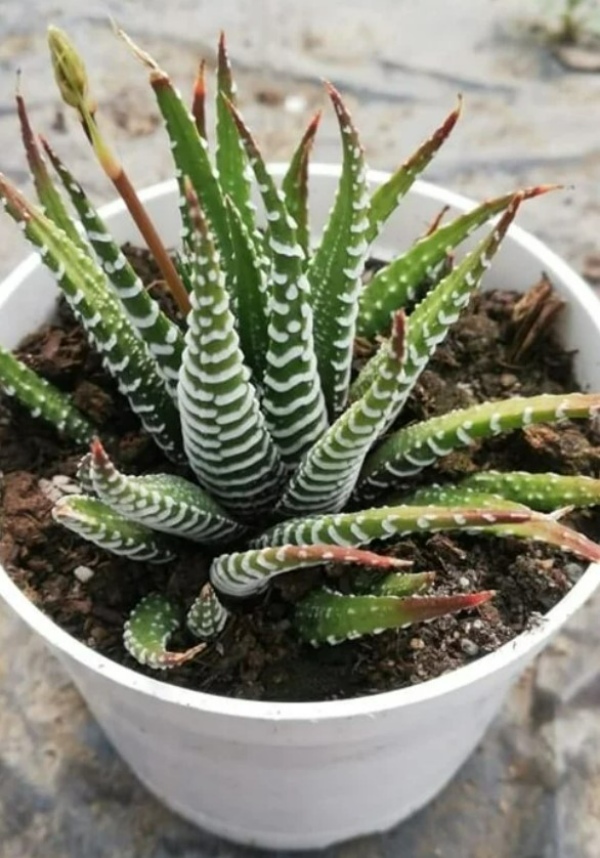 تکثیر گل از برگ