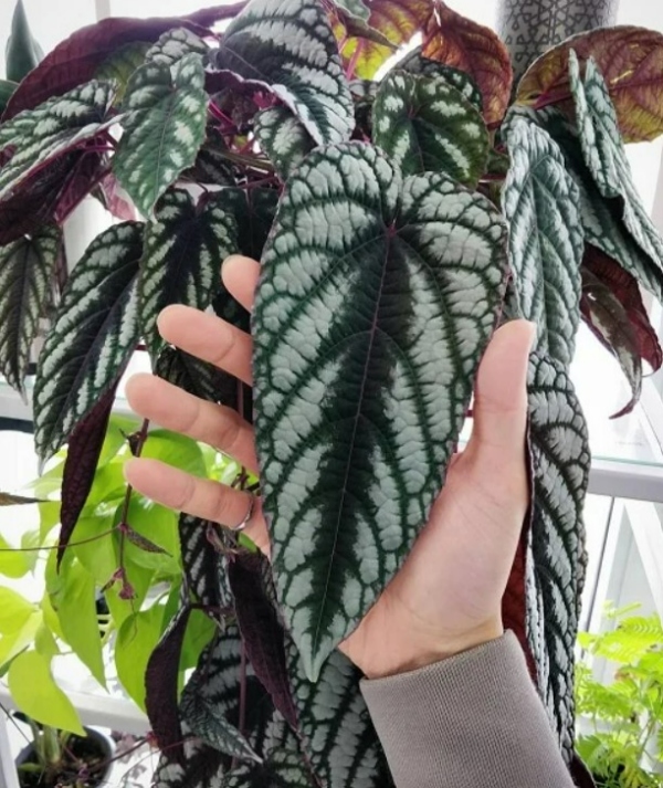 گیاهان آپارتمانی با برگ های 4 رنگ