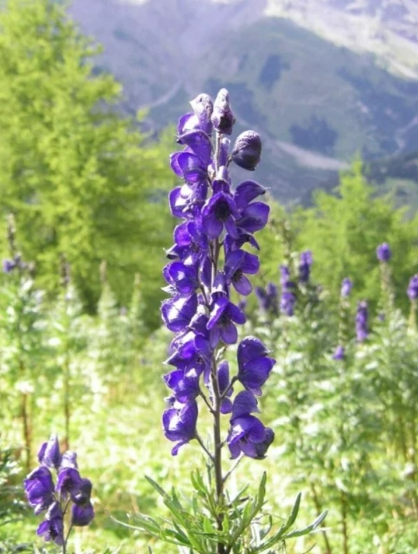 گل اقونیطون