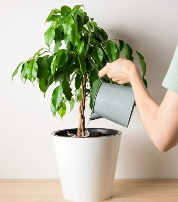 آب پاستا تخمیر شده