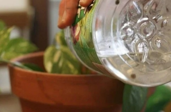 روش استفاده از آب پاستا برای گیاهان