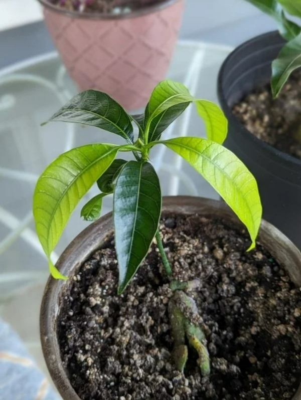 برنامههای مراقبت از گیاهان یک ماهه