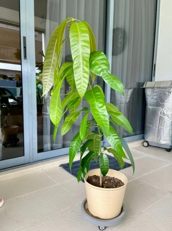 برنامههای مراقبت از گیاهان شش ماهه