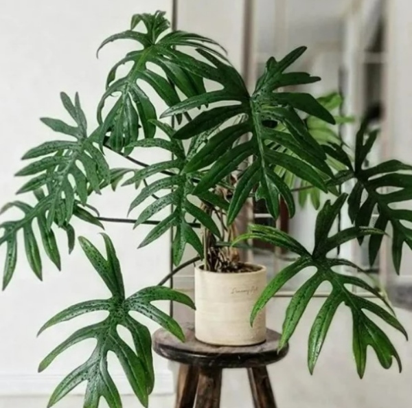 برنامههای مراقبت از گیاهان یک سال به بالا