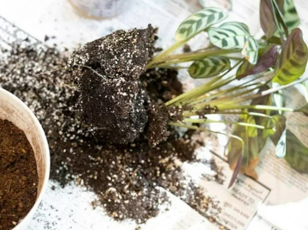 گیاهان آپارتمانی یک هفته ای