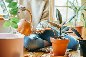 برنامه‌های مراقبت از گیاه