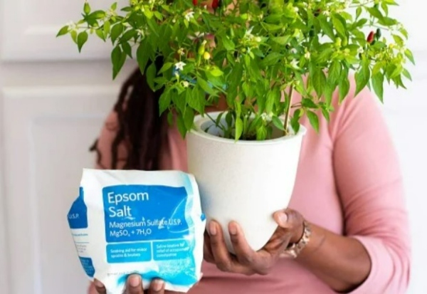 استفاده از نمک اپسوم