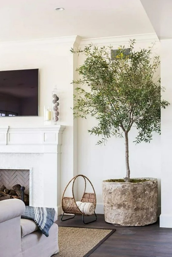 گیاهان اتاق نشیمن