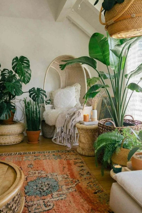 گیاهان اتاق نشیمن