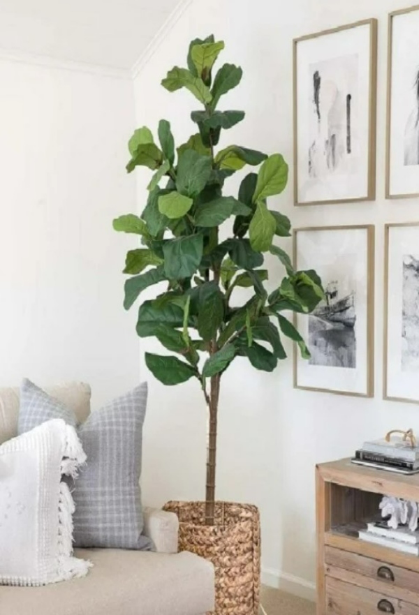 گیاهان اتاق نشیمن