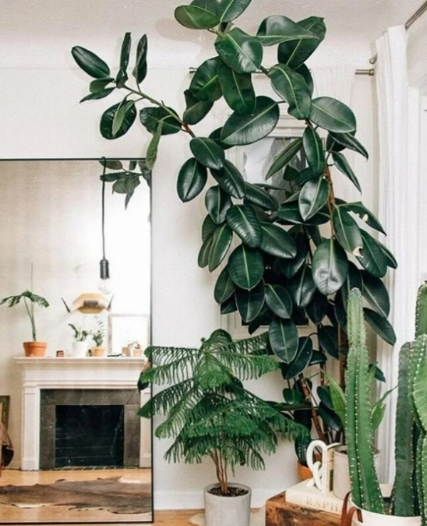 گیاهان اتاق نشیمن