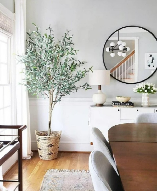 گیاهان اتاق نشیمن