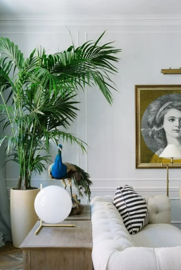 گیاهان اتاق نشیمن