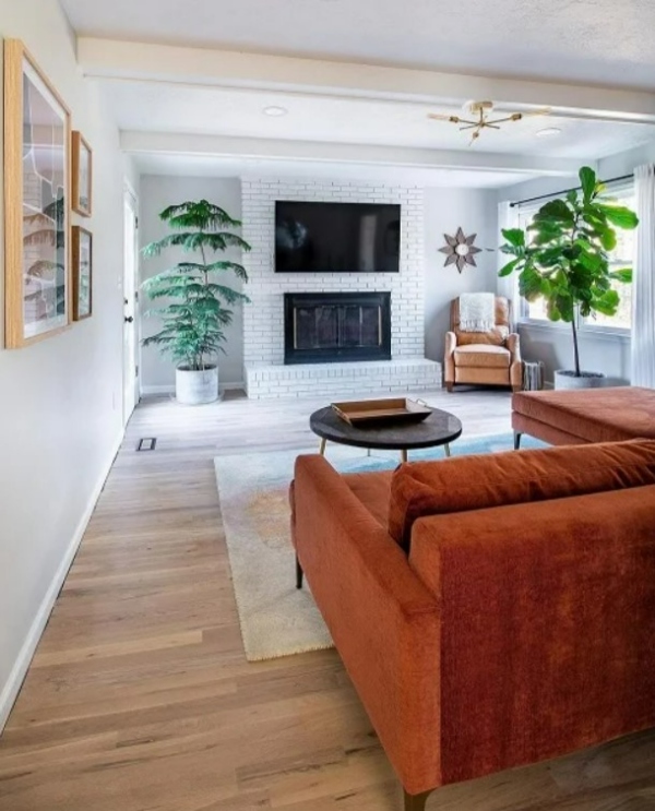 گیاهان اتاق نشیمن