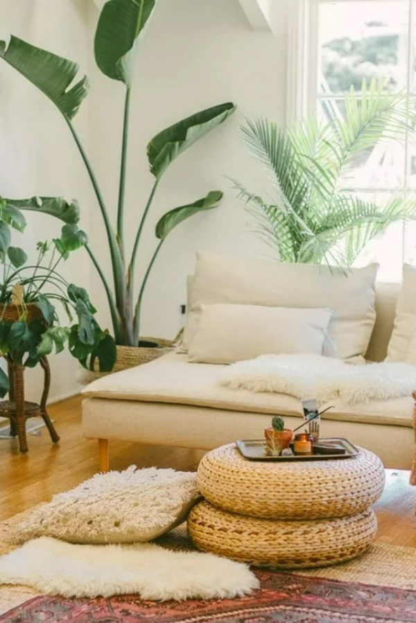 گیاهان اتاق نشیمن