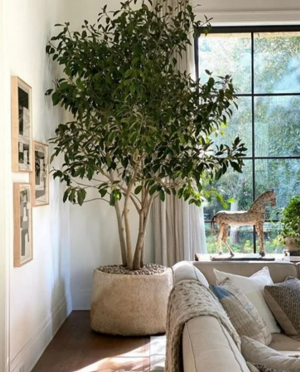 گیاهان اتاق نشیمن