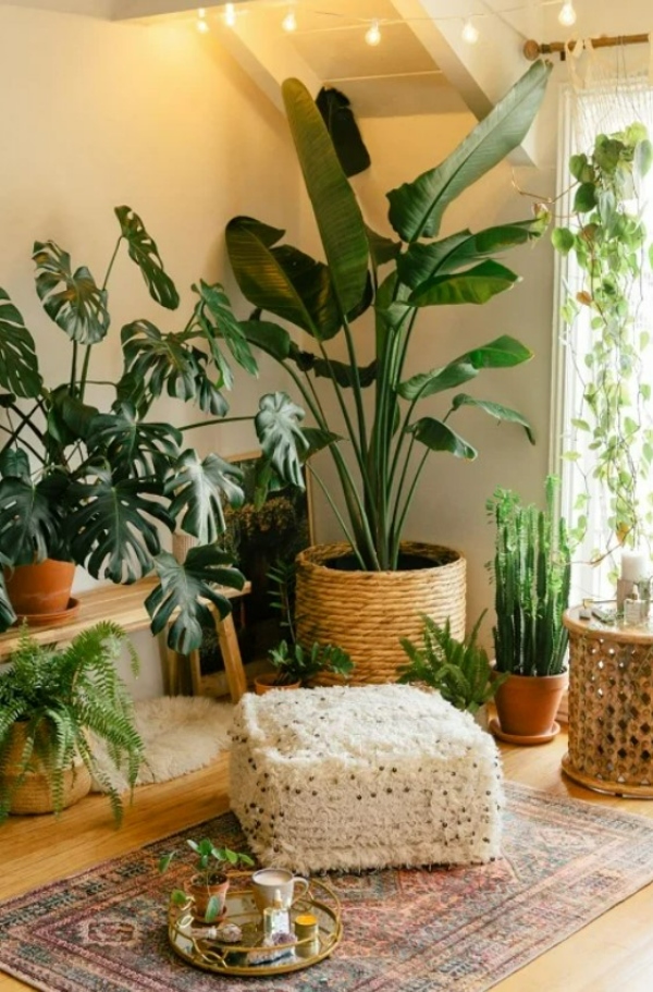 گیاهان اتاق نشیمن