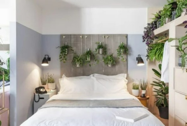 گیاه بالای تختخواب