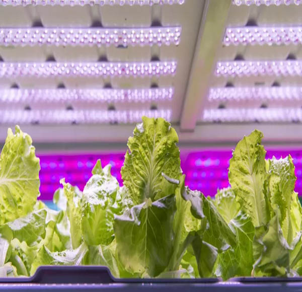 نور مصنوعی برای رشد گیاه