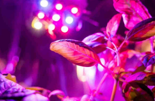 بهترین نور برای رشد گیاهان