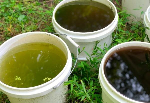 آب جلبک زده برای گیاهان
