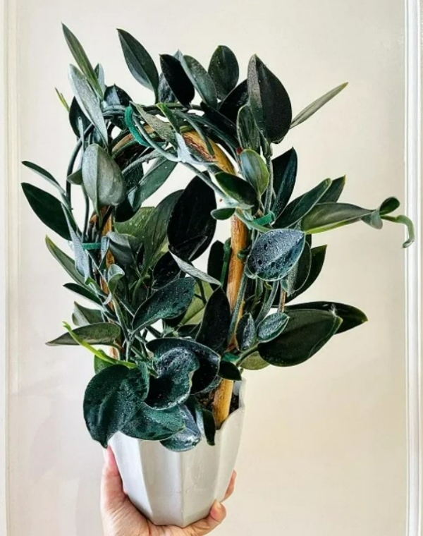 ریشه و اصل گیاه پتوس بلک