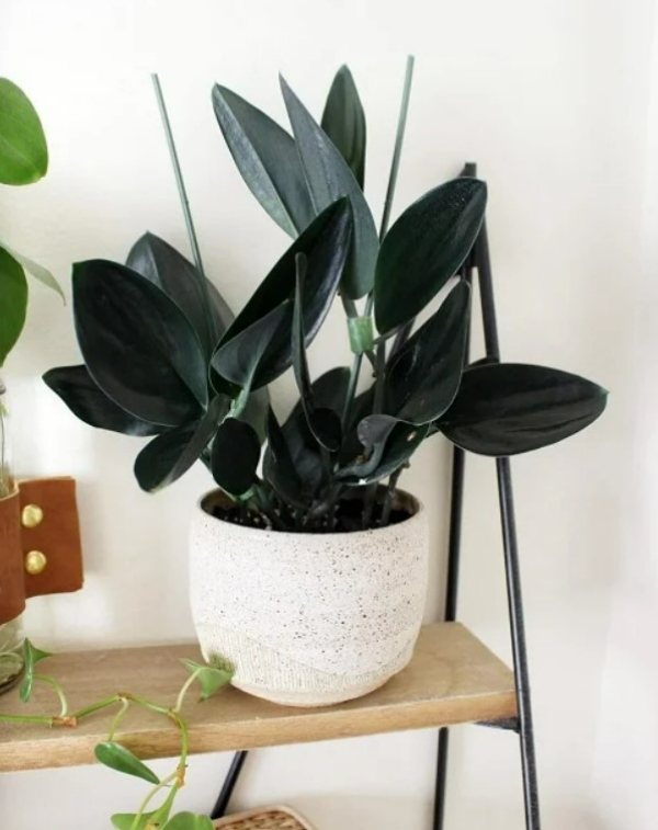 نکات مهم برای رشد گیاه پتوس بلک