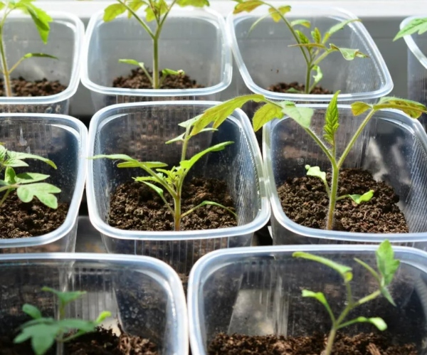 ظرف پلاستیکی مواد غذایی