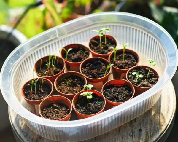 گلخانه آپارتمانی