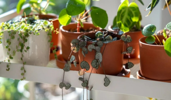 گیاهان کوچک