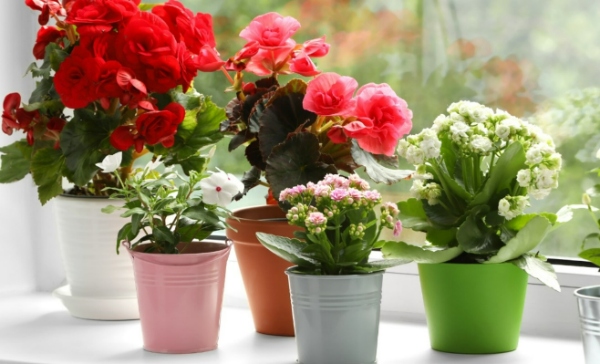 گیاهان با رنگ‌های شاد و پر جنب و جوش