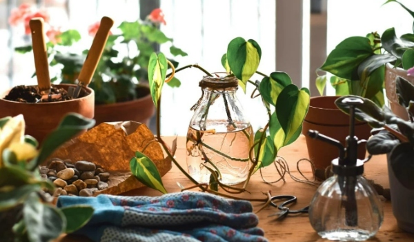 گیاهان پایدار