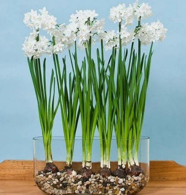 گل نرگس سفید کاغذی