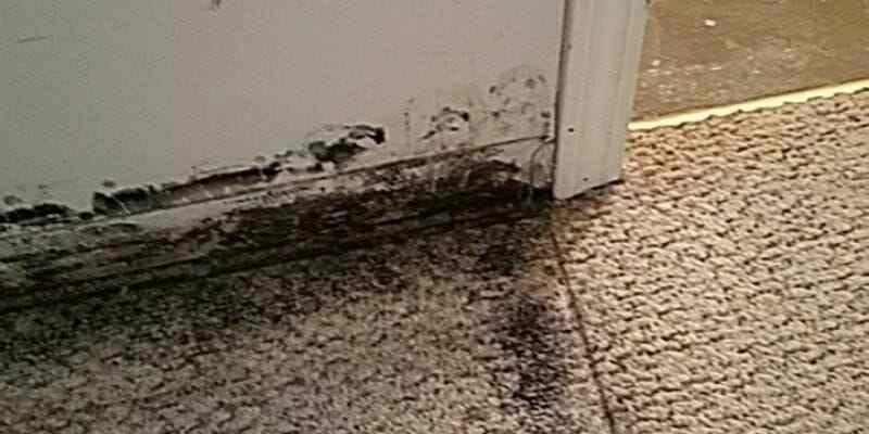 کپک فرش و موکت
