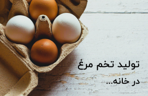 تولید تخم مرغ در خانه