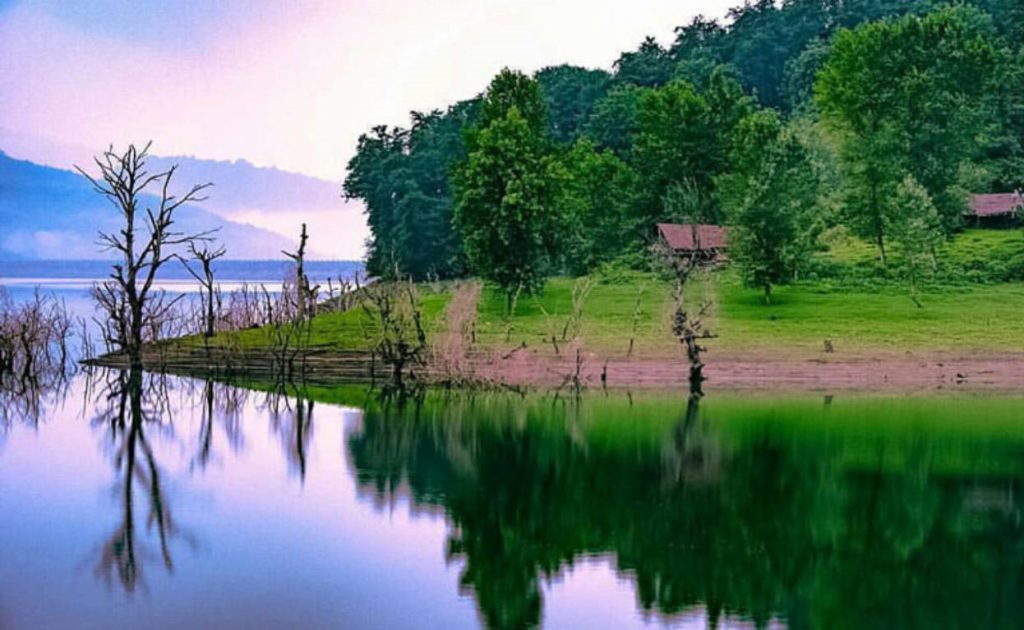 سفر به زیباترین جنگل‌های شمال برای دوستداران طبیعت - ستاره