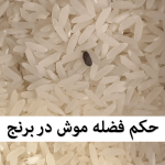 فضله موش در برنج