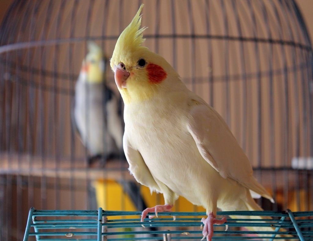 صدای عروس هلندی آواز