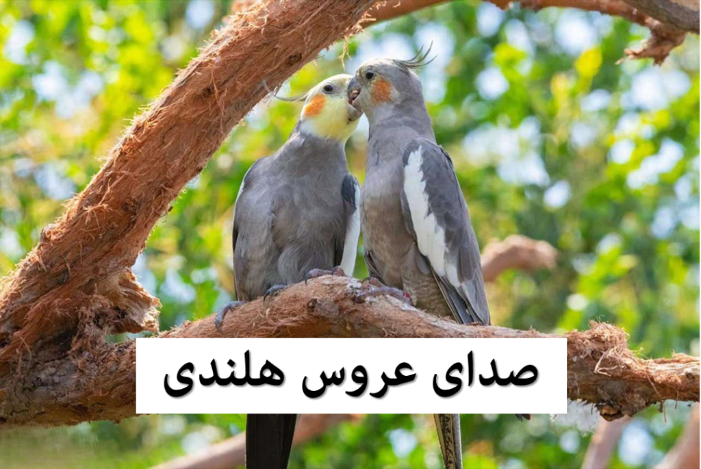 دانلود صدای عروس هلندی [نر، ماده و برای تحریک جفت] + معنی انواع صدای عروس هلندی