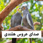 صدای عروس هلندی سخنگو