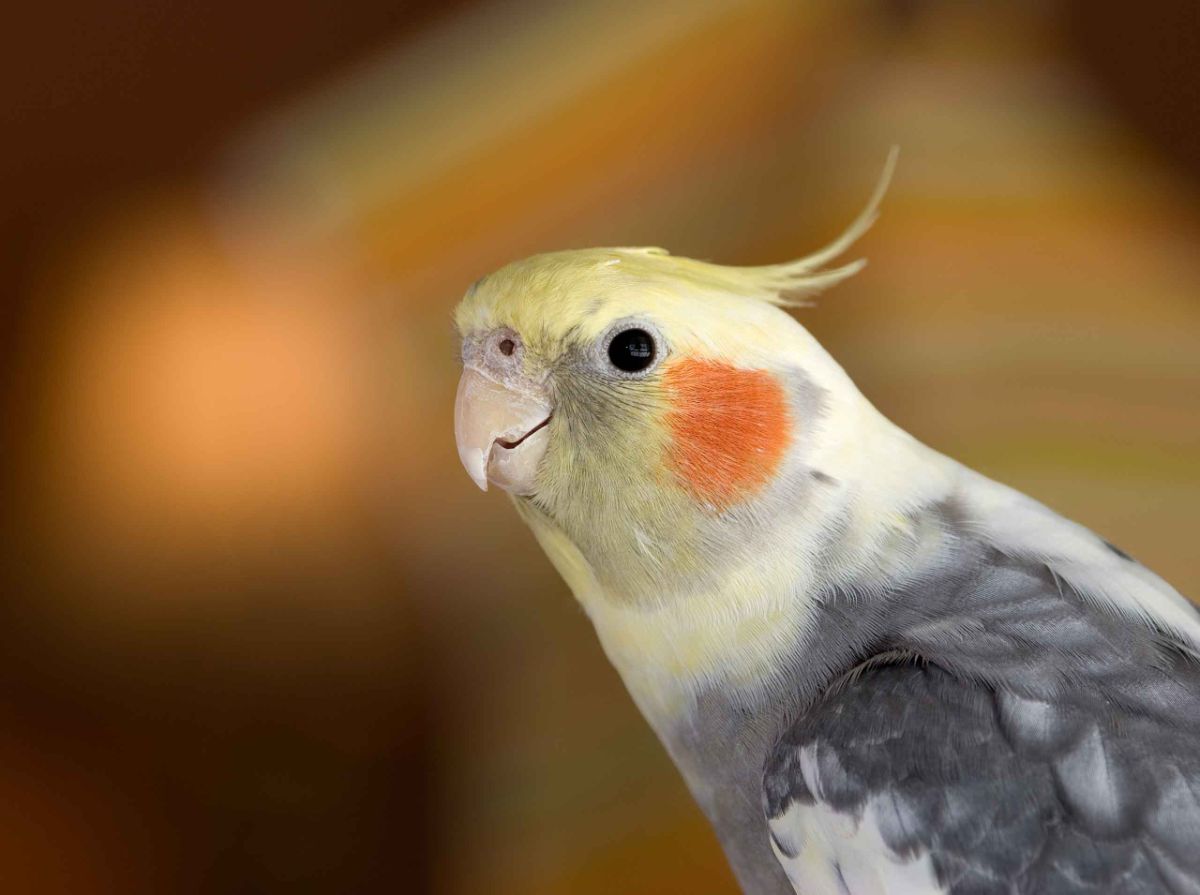 صدای عروس هلندی