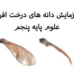 آزمایش دانه های افرا