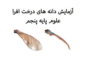 آزمایش دانه های افرا
