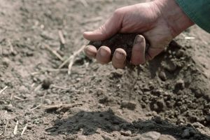چه خاکی برای کشاورزی در مناطق کم باران مناسب تر است