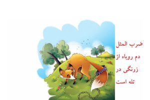 ضرب المثل دم روباه از زرنگی در تله است